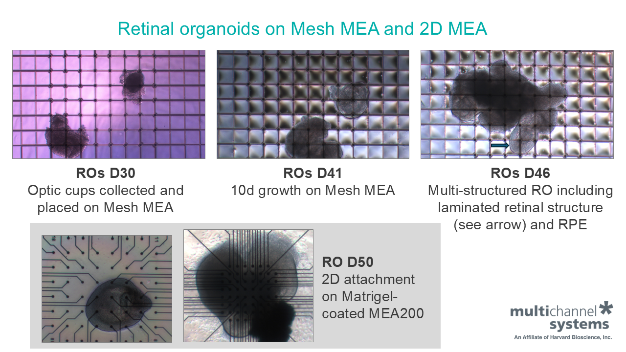 Retinal organoids on Mesh MEA and 2D MEA - Multi Channel Systems | HBio