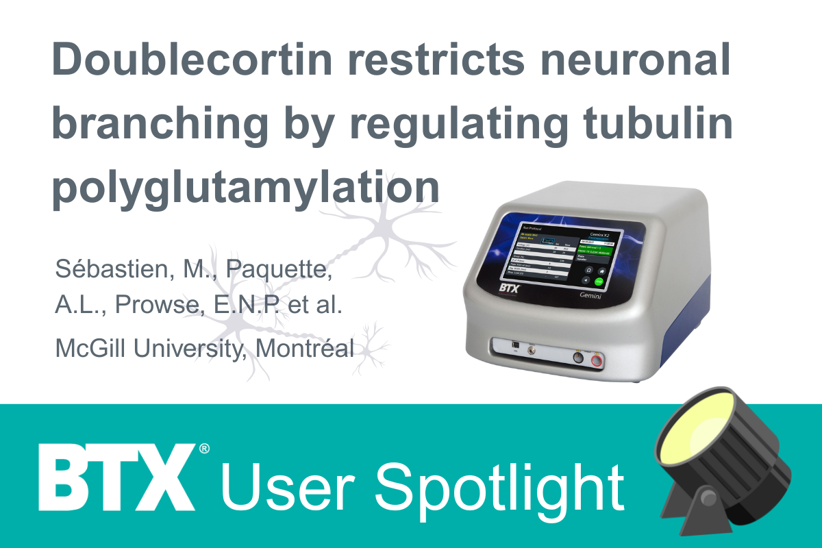 BTX User Spotlight: Doublecortin restricts neuronal branching by regulating tubulin polyglutamylation