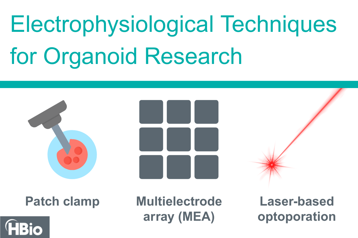 Electrophysiological techniques for organoid research - patch clamping, multielectrode array or MEA, optoporation