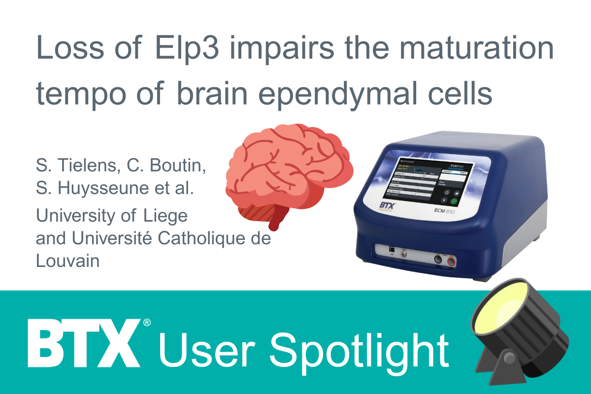 BTX User Spotlight - ECM 830 - Loss of Elp3 impairs the maturation tempo of brain ependymal cells