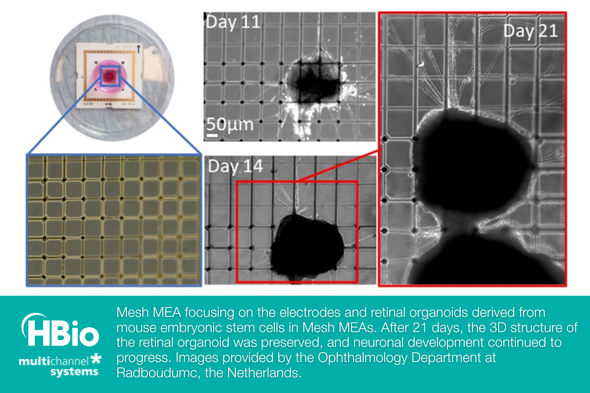 HBio & Multi Channel Systems - Mesh MEA focusing on the electrodes and retinal organoids derived from mouse embryonic stem cells in Mesh MEAs. After 21 days, the 3D structure of the retinal organoid was preserved, and neuronal development continued to progress. Images provided by the Ophthalmology Department at Radboudumc, the Netherlands.