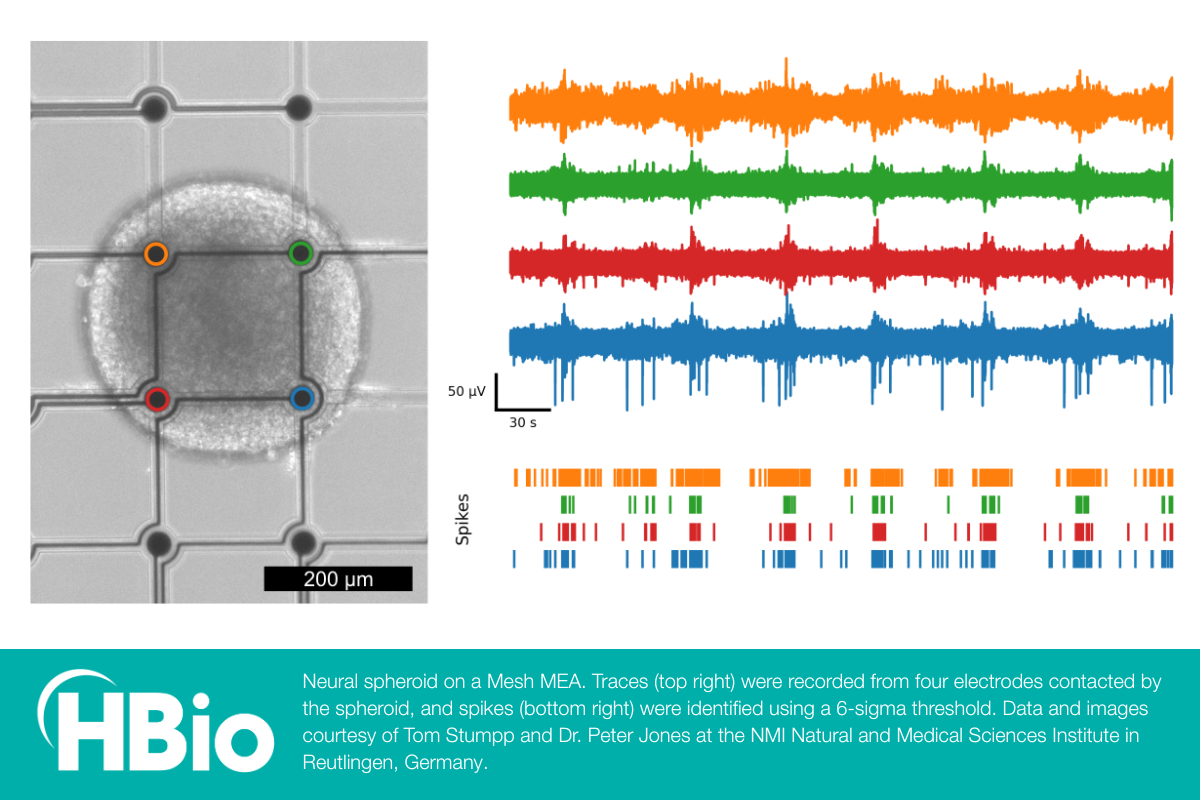 Neural spheroid on a Mesh MEA photo & data - HBio / Multi Channel Systems