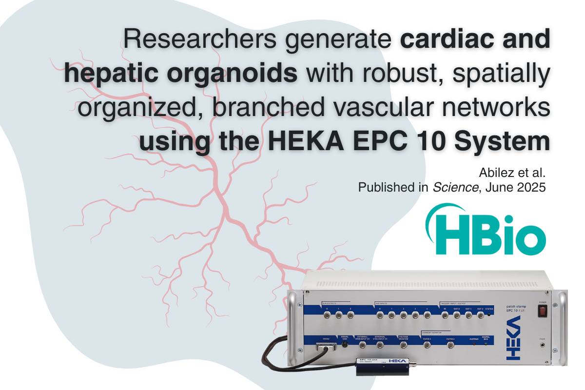 Researchers generate cardiac and hepatic organoids with robust, spatially organized, branched vascular networks using the HEKA EPC 10 System - HBio