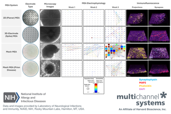 Mesh MEA data and fluorescence imaging - prion disease - organoid electrophysiology