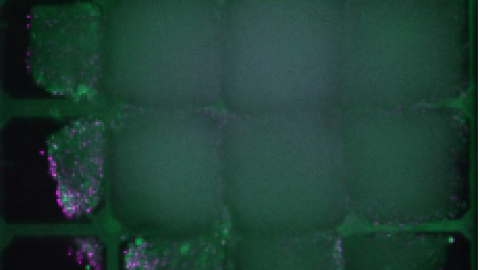 Organoid growing in Mesh MEA chip - Multi Channel Systems/Harvard Bioscience