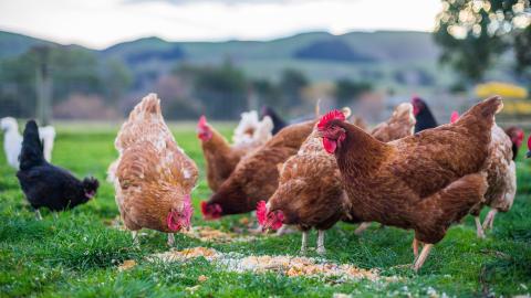 Chickens eating animal feed tested with AAA by Biochrom