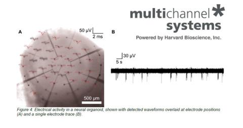 Our-organoid-systems-research-technologies