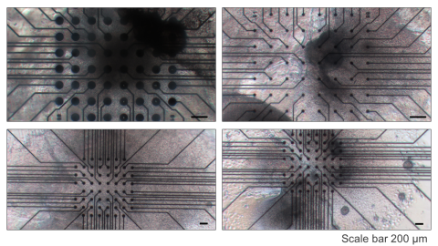Retinal organoid on 2D MEA from Johannes Kepler University - Multi Channel Systems | HBio