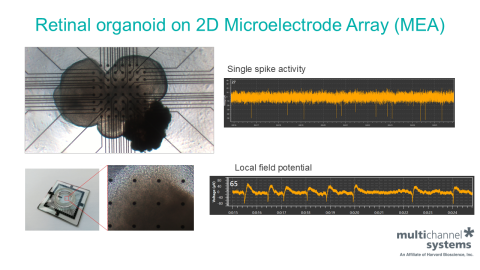 Retinal organoid images and data from Johannes Kepler University - Multi Channel Systems | HBio